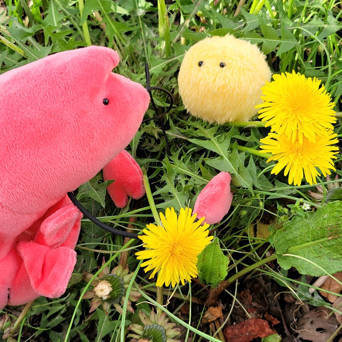 YuruZ00's tweet photo. 𖡼.𖤣𖥧𖡼.𖤣𖥧ててーん！𖡼.𖤣𖥧𖡼.𖤣𖥧

🦐たんぽぽしてるの？
🟡うん

たしかににてるようなして🤔🦐

#エビのぬいぐるみ
#花粉のぬいぐるみ https://t.co/zJuLZuFLXL