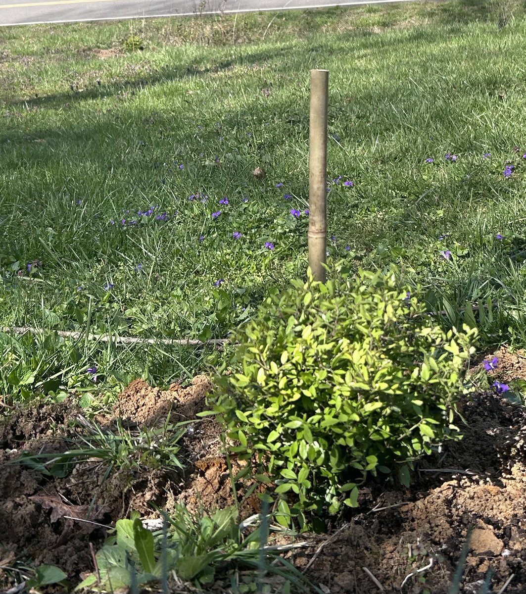 Ordered this Youpon tea. It’s 10$ for 15 tea bags. Good thing I planted three of my own.. the only plant in North America that contains caffeine. Next year I should be able to make my own.
#FarmLife #GardeningTwitter #beprepared