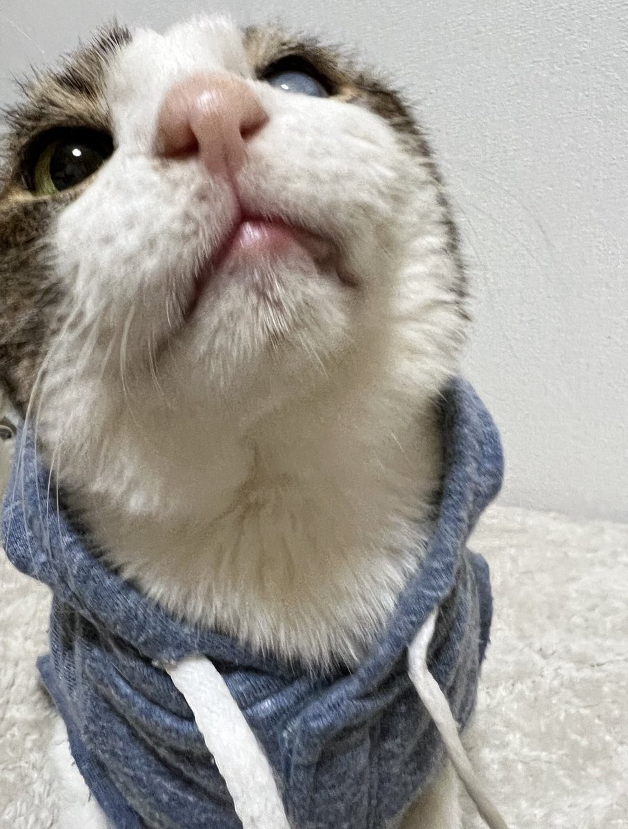 ジル🐾 tweet media