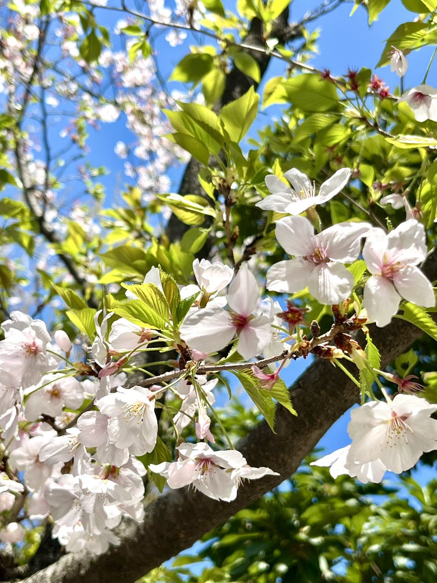 おはゆう〜🌸 昨日はチビチビにゅーと図書館行って公園へ。 葉桜だったけどやっぱり桜は美しいね✨ 満開の下もっと写真撮りたかったー🥺 チビにゅーは昨日から学校の授業がスタートしました📖 今朝はちょっと疲れててなかなか起きられなかったけど今週もあと一日、ファイトッ💪