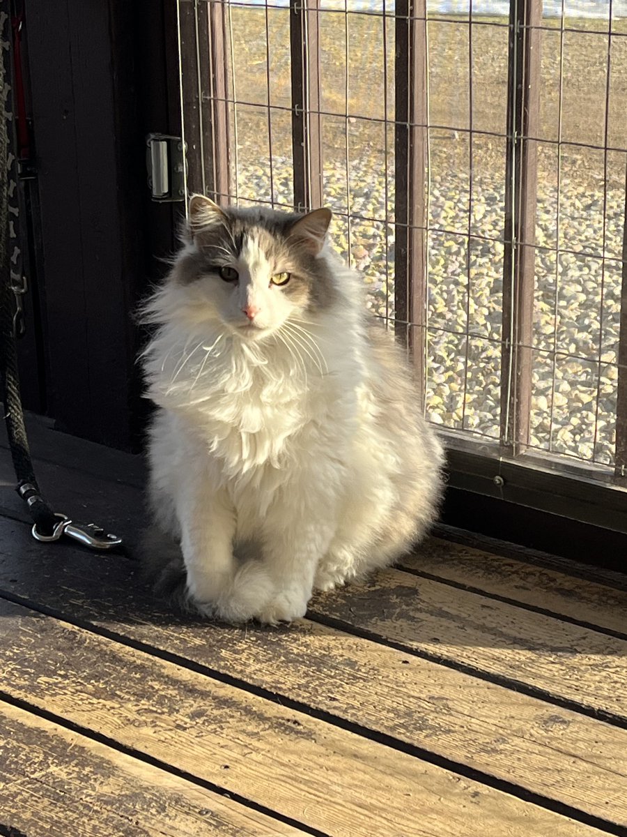 I’m catching a few rays on #WhiskersWednesday 🌞🌞🌞😺😺😺❤️❤️❤️ #cats #Blue🐰