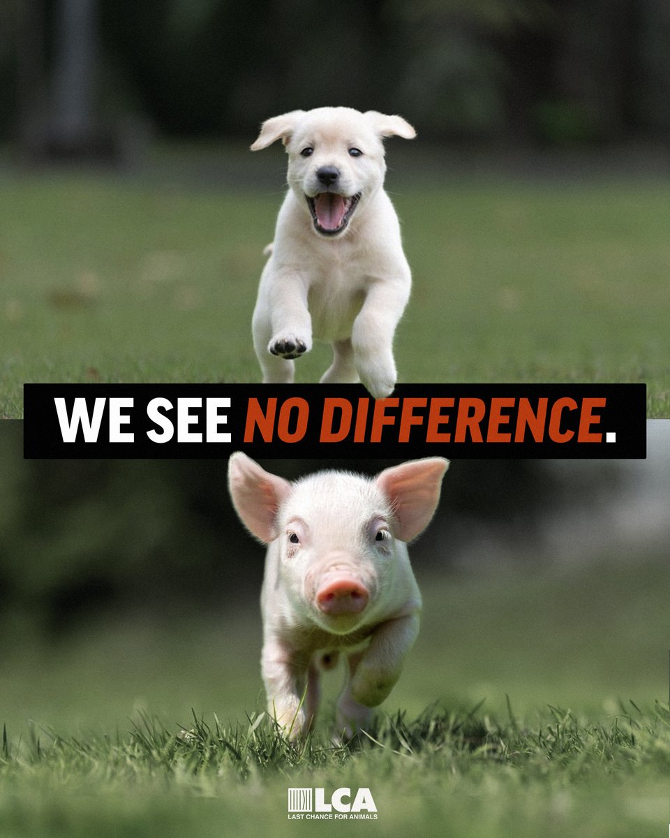 We see no difference between how a dog should be treated versus how a pig or a bird or a mouse should be treated. We oppose the use of any animal in food and clothing production, scientific experimentation, and entertainment. #protectanimals #nationalfarmanimalsday