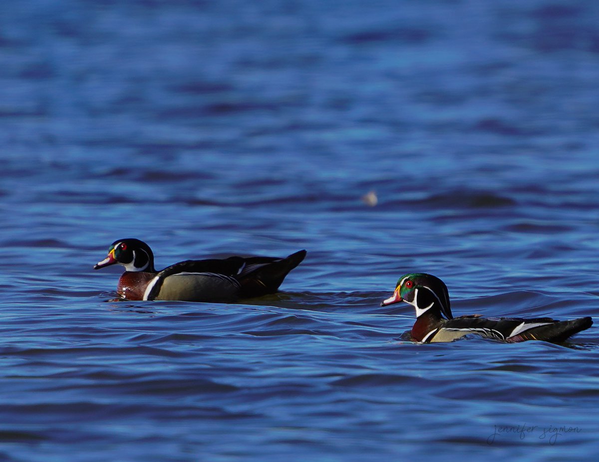 'Wood ducks on Black Lake.' NCPR Photo of the Day 📸 : Jenn Sigmon Oswegatchie, NY