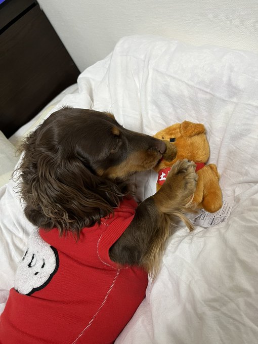 おはようございます
土佐犬マスコットと犬です 