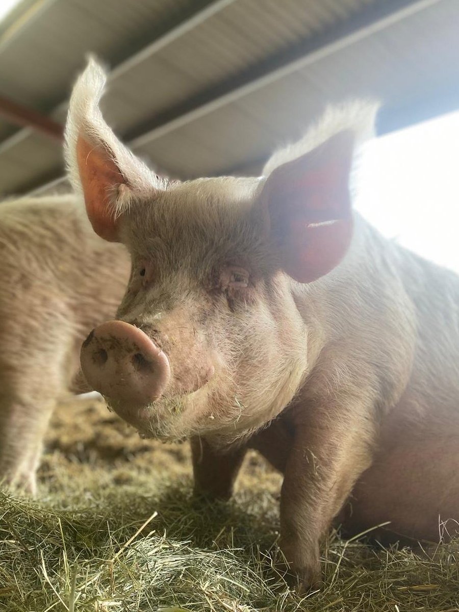 Glenys 💖 Look at her soft, gentle, intelligent eyes. If you take the time to get to know pigs with an open mind and heart then you will understand they're individual, intelligent beings. Respect pigs,embrace #veganism & become a #Pigoneer for the pigs 🐖 globalvegancrowdfunder.org/pigoneer-2000-…