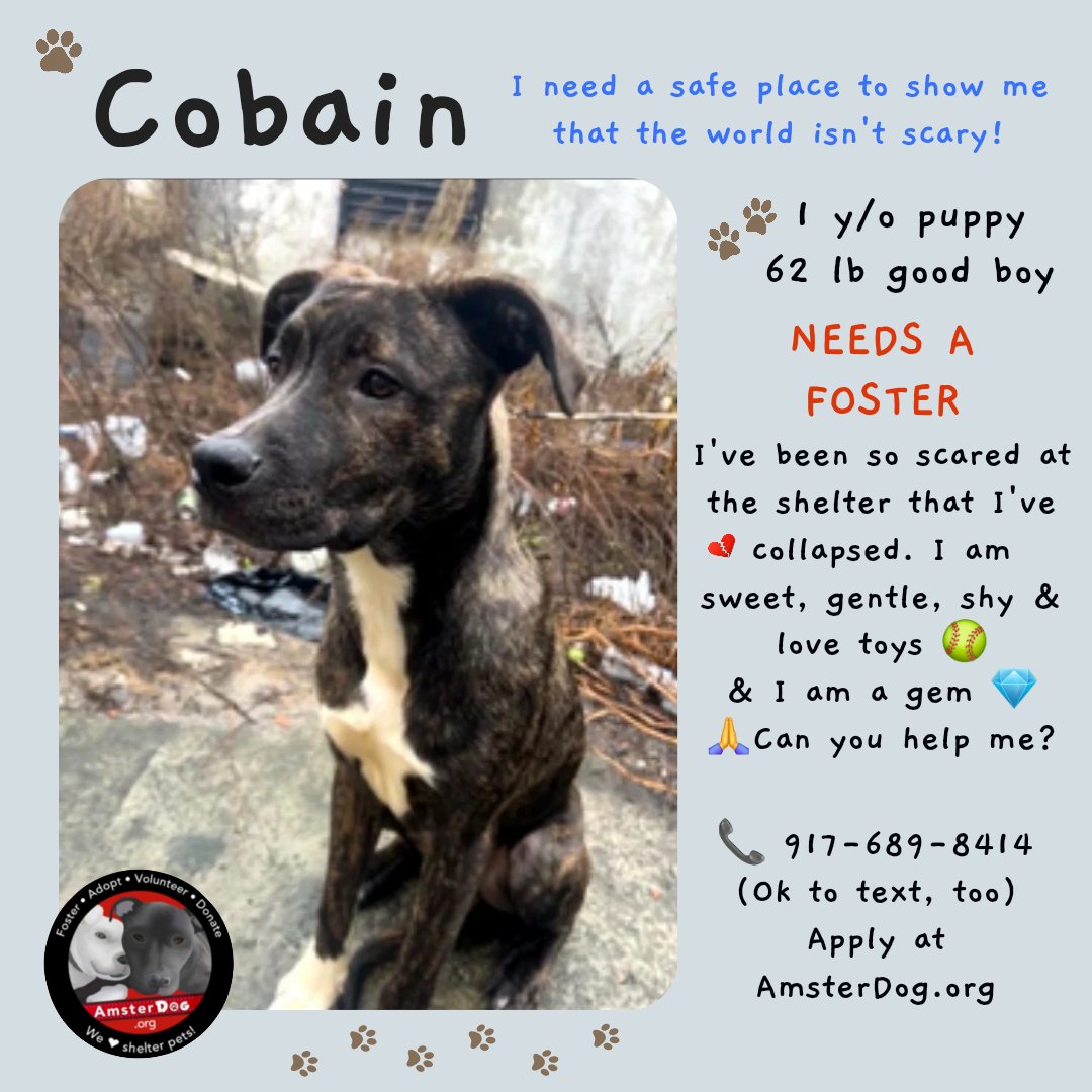 **FOSTER NEEDED**Plz Apply** Cobain's shelter notes are heartbreaking: from his owner saying what a polite, quiet, loving dog he is to the sheer terror he is experiencing at the shelter 💔😞 still a PUPPY, he deserves to feel safe in a loving home 🏡 petfinder.com/dog/cobain-713…