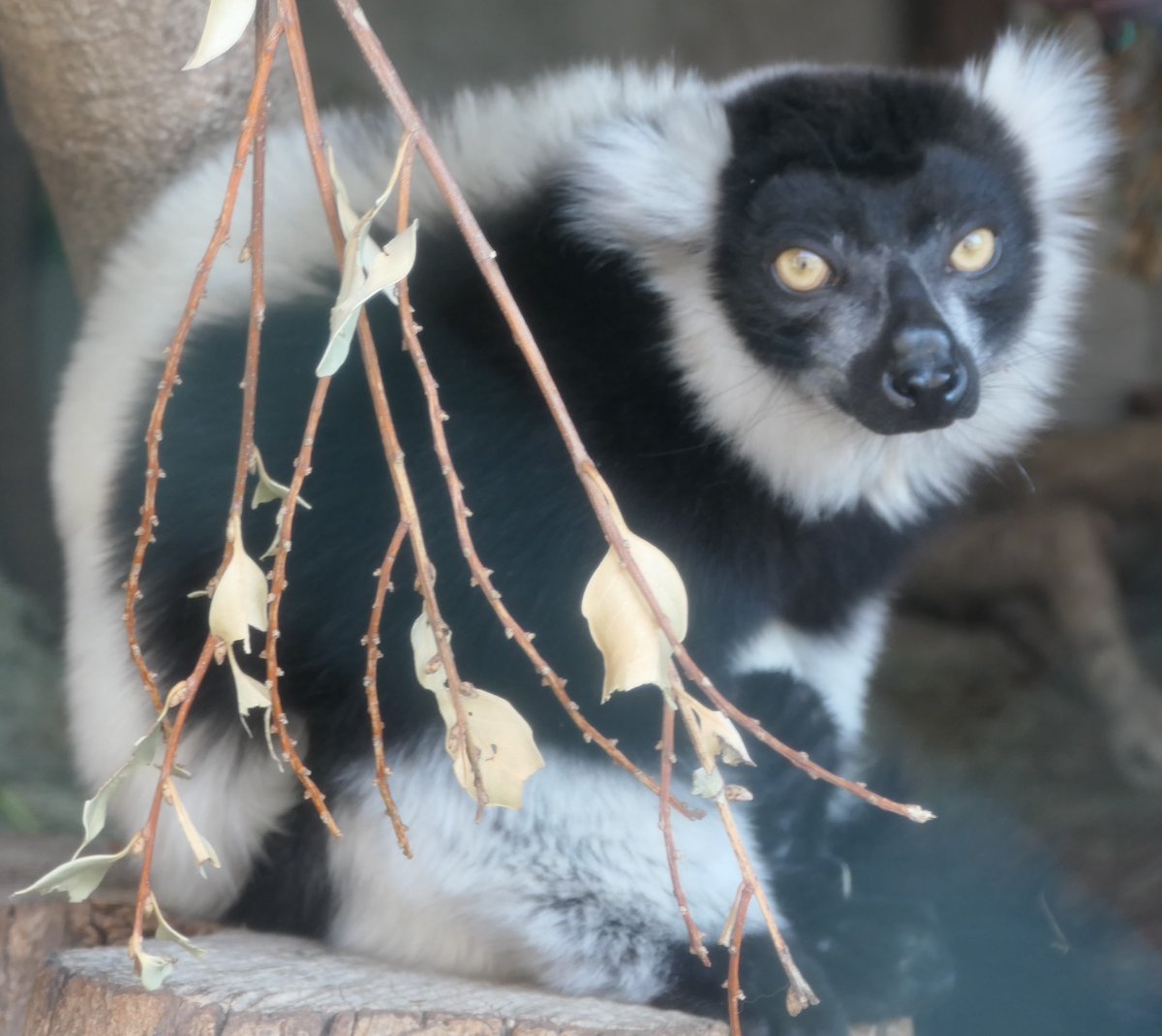 おはようございます。
今朝の動物たちの様子をお届けします。

#クロシロエリマキキツネザル 
#朝の上野動物園