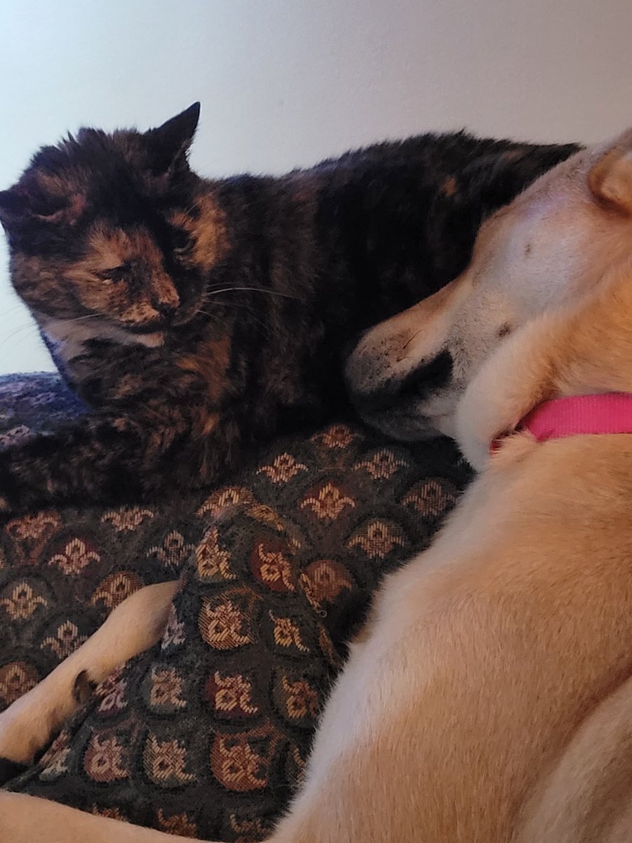 Simone doesn't know how she feels about Wiley snuggling up with her.