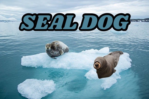 Seal Dog tweet media