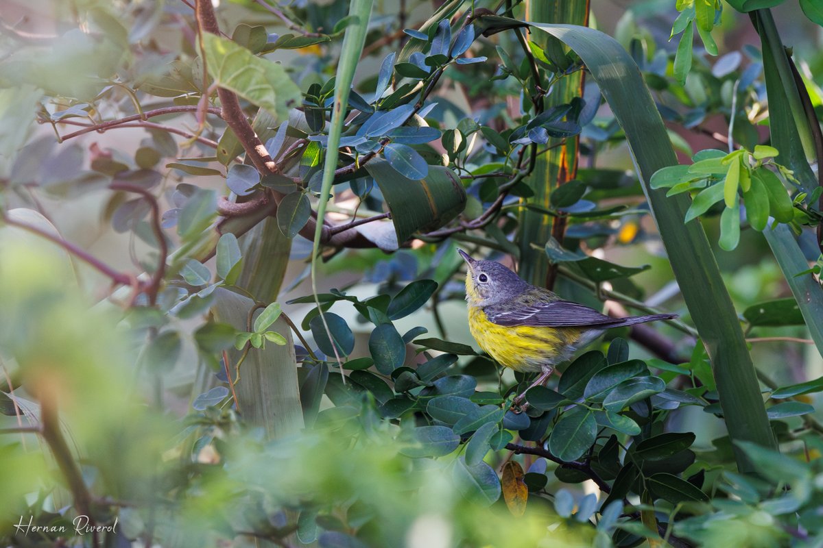 Magnolia Warbler (Setophaga magnolia). This beauty will soon be packing its bags and travel to its breeding grounds up north.
Ladyville, Belize
February 2024
#BirdsOfBelize #BirdsSeenIn2024 #birds #birding #birdwatcher #BirdTwitter #birdphotography #BirdsOfTwitter #naturelovers