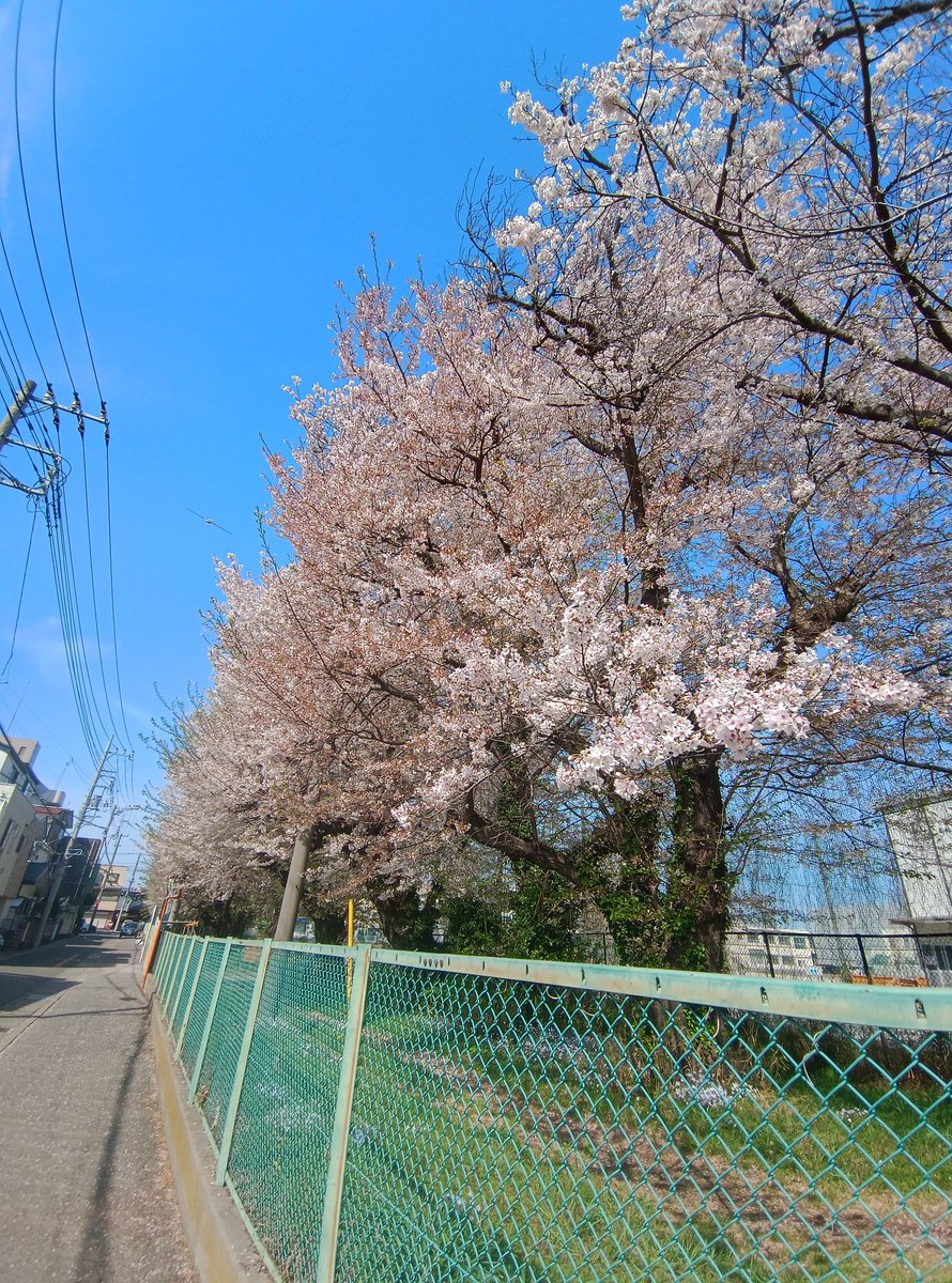 与野西中の🌸ソメイヨシノ🌸