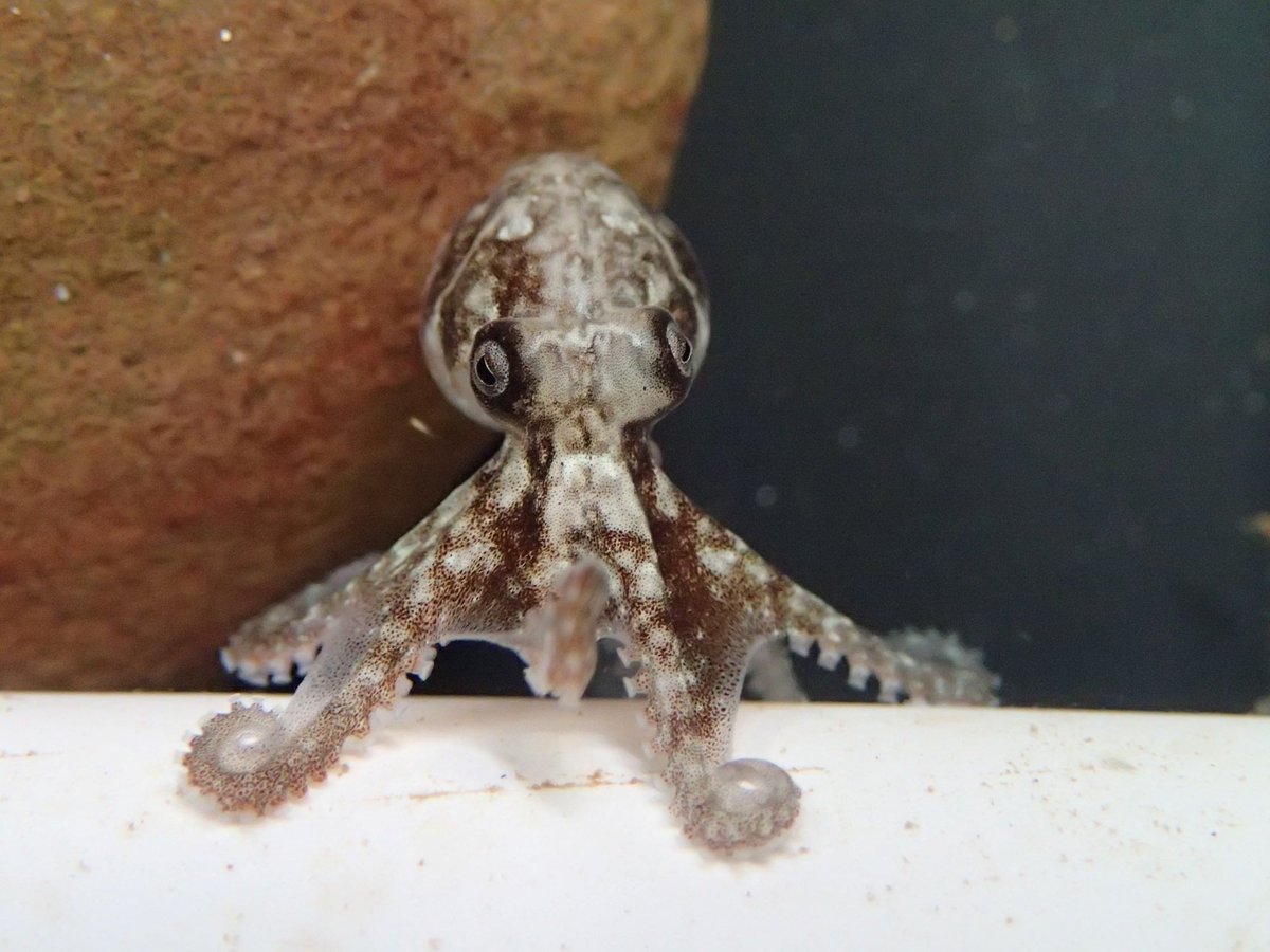 UniSA (@universitysa) on Twitter photo With #octopus becoming more popular, how can we ensure they are not over fished, given their short life span? <a href="/UniversitySA/">UniSA</a> scientists <a href="/Zoe_Doubleday/">Dr Zoë Doubleday</a> & <a href="/DonlonErica/">Erica Donlon Durante</a> have created the first 'survival guide' to ensure this ancient animal continues to thrive brnw.ch/21wIHK1 With #octopus becoming more popular, how can we ensure they are not over fished, given their short life span? <a href="/UniversitySA/">UniSA</a> scientists <a href="/Zoe_Doubleday/">Dr Zoë Doubleday</a> & <a href="/DonlonErica/">Erica Donlon Durante</a> have created the first 'survival guide' to ensure this ancient animal continues to thrive brnw.ch/21wIHK1