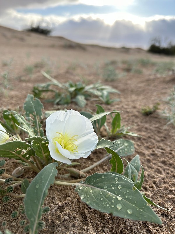 After winter rains, the #CAdesert comes alive in the spring. 🌻Precious plants invisible under the sand will bloom overnight adding colorful pink, yellow & white flowers across the landscape. #WildflowerWednesday #Wildflowers #TracktheBloom To learn more: ow.ly/u3Sr50RcEEg