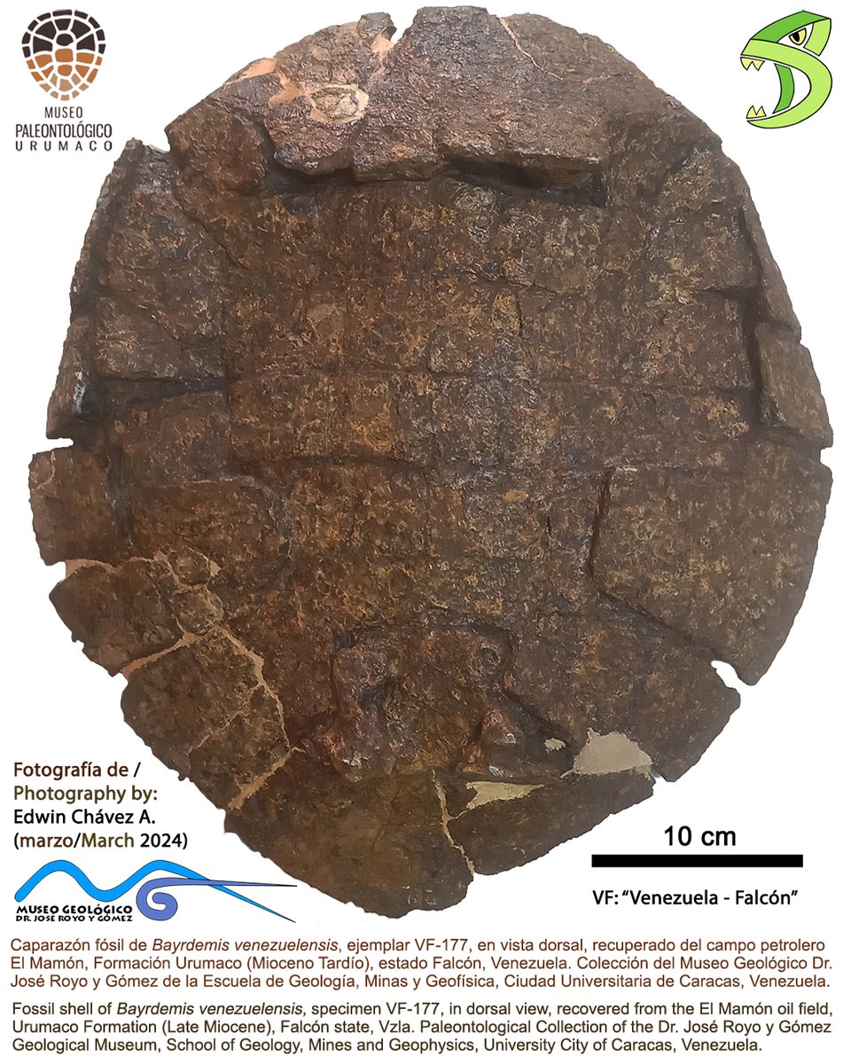 museosdevzla's tweet photo. 𝘉𝘢𝘪𝘳𝘥𝘦𝘮𝘺𝘴 𝘷𝘦𝘯𝘦𝘻𝘶𝘦𝘭𝘦𝘯𝘴𝘪𝘴, la tortuga marisquera fósil de la Formación Urumaco, Mioceno tardío del estado Falcón, Venezuela / #Bairdemys #venezuelensis, the shellfish #eating #turtle of #Urumaco, #Late #Miocene Falcón state #Venezuela [https://t.co/OPhkOsLRxc] https://t.co/pZemCrtUEN