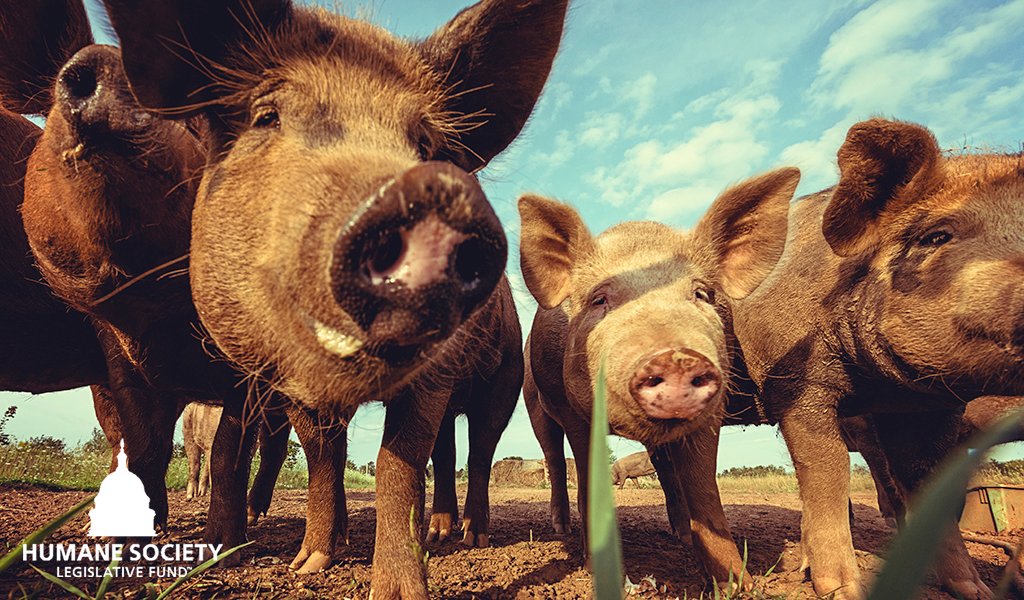 Congressional opponents and the pork industry’s lobbyists continue to push for a so-called “Prop 12 fix.” There is nothing that needs to be 'fixed' with California's Prop 12, which set landmark prohibitions on the sale of food products from farm animals locked in cruel and…