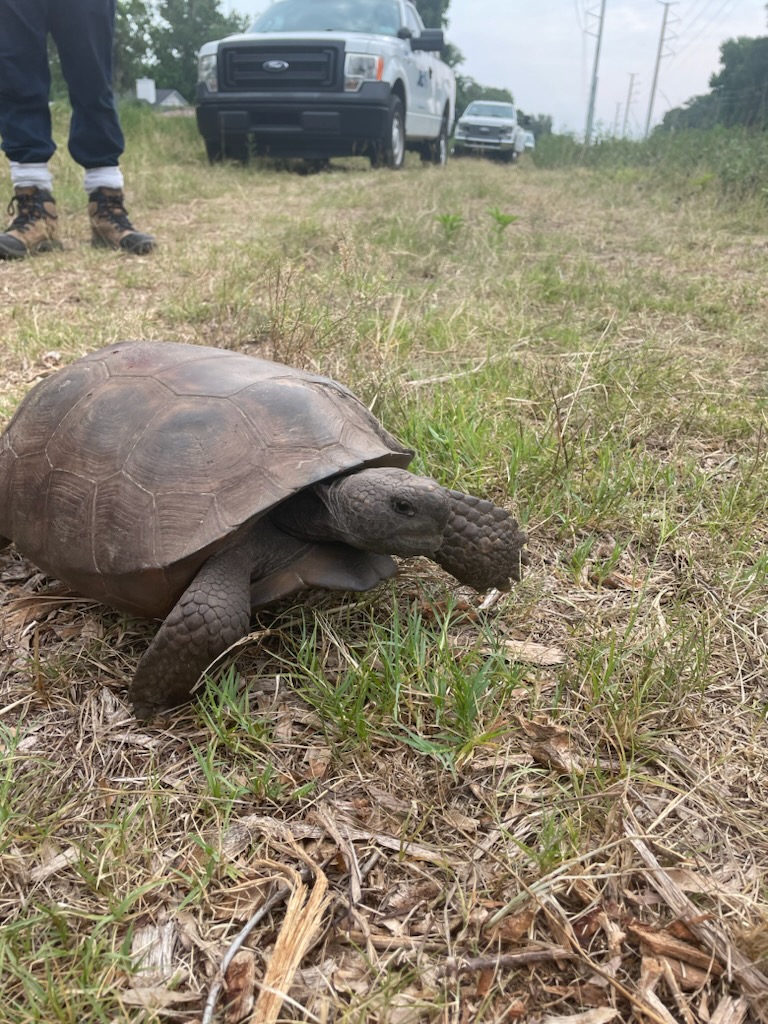 It’s National Gopher Tortoise Day! Gopher tortoises are one of the many endangered species JEA helps to protect while serving our growing community's water, sewer and electric needs. Learn more about our wildlife protection efforts: ow.ly/gMoX50Rcz0A #GopherTortoiseDay