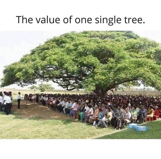 Mostly, the value of nature is only recognized when it brings us relief and one is directly affected by it. However, nature does much more for humanity than some want to admit. What about million trees? @Greenisamissio1 #SEEDO