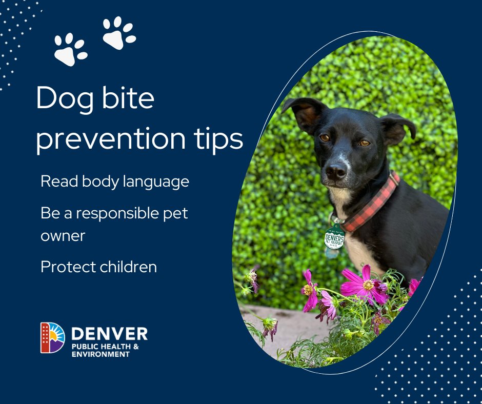 Did you know in 2023 we had 825 dog bites in #Denver? This Dog Bite Prevention Week, it's important to remember any dog can bite, no matter the breed, size, age, or personality. Learn tips to prevent dog bites at denvergov.org/Government/Age… #PublicHealth
 #DogBitePreventionWeek