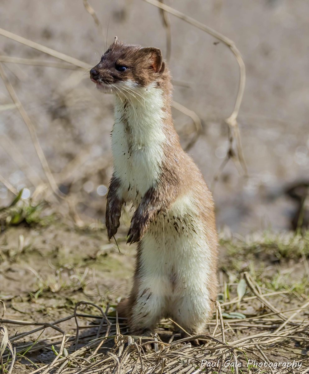 Lip licking stoat from last week @teesbirds1 @teeswildlife @DurhamBirdClub @NatureUK @Natures_Voice @WildlifeMag @BBCSpringwatch @CanonUKandIE #NaturePhotography #wildlifephotography #canonphotography #canonr7 #BBCWildlifePOTD