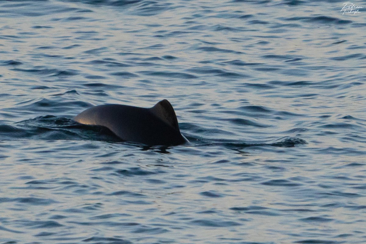 Marmara, Kuzey Ege ve Karadeniz’de yaşayan bu deniz memelisinin adı mutur (Phocoena phocoena). Kendisi Muturgiller (Phocoenidae) familyasında sınıflandırılan bir setasedir. Görünüş olarak yunuslara benzese de aslında narval (Monodon monoceros) ve beluga (Delphinapterus leucas)