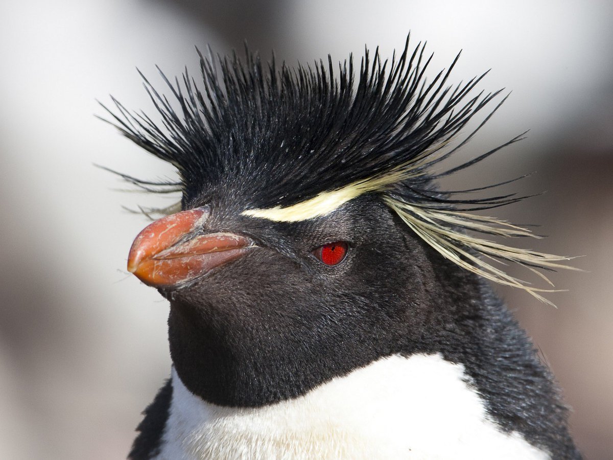 Southern Rockhopper Penguin