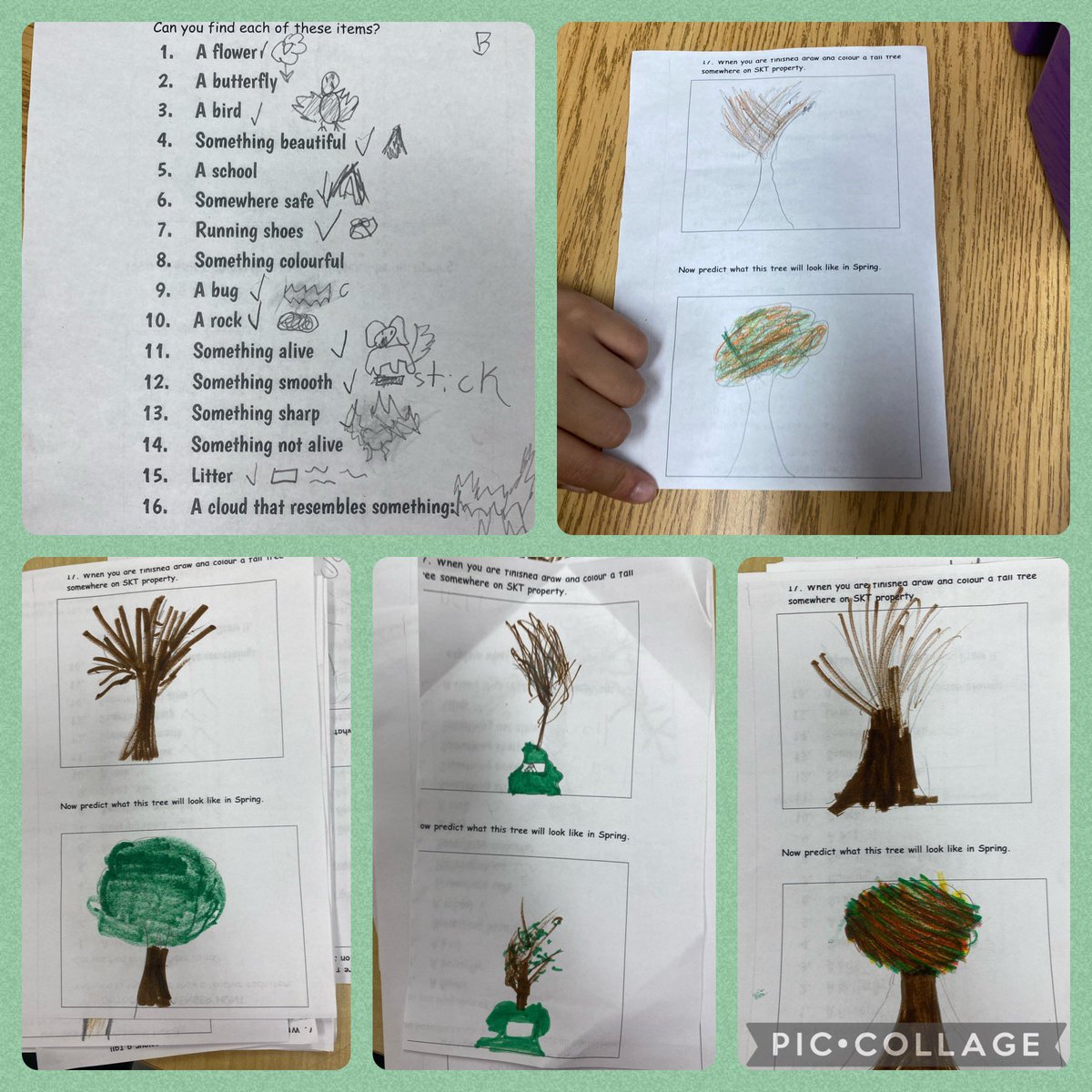 Ss spent our #ocsbScience block #ocsbOutdoors ☀️ ⛅️ doing a nature scavenger hunt. Can you predict what an @StKateriOCSB 🌲 will look like in the Spring? 💚 🌏 💙 @OttCatholicSB @ocsbEco #ocsbArts #BeSKT