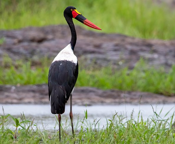 Saddle billed stork #wildnature #africasafaris