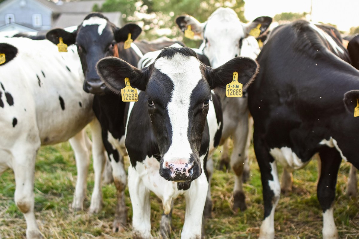 High Path Avian Influenza (HPAI) has been found in a dairy herd in North Carolina. The case was detected by the National Veterinary Services Laboratory. Learn more in the release below. #NCAgriculture Read more: loom.ly/ERnvdpE