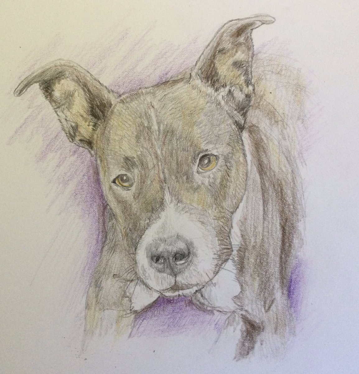 Lilly. Color pencil sketch of a followers canine companion.