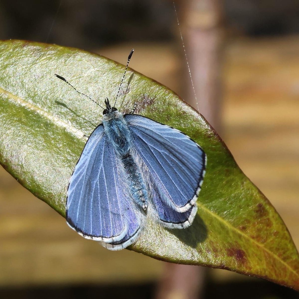 A beautiful Holly Blue from our garden today. @savebutterflies @BiodCon_ie @BioDataCentre @nore_vision @Irishwildlife @WebsWild @kilkennyweather