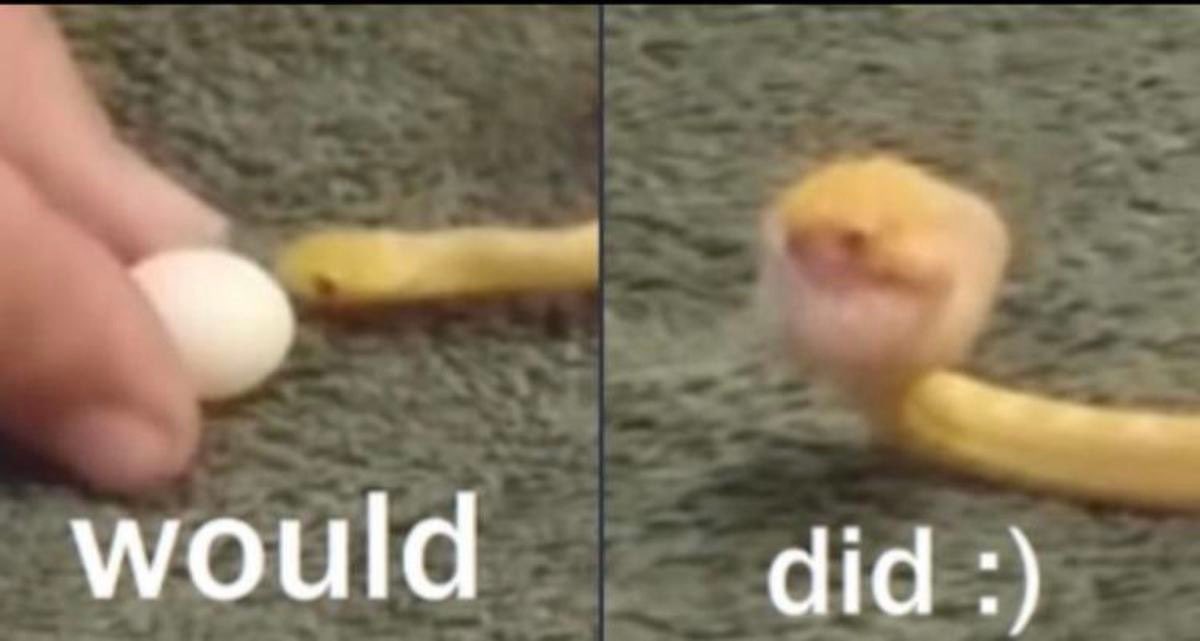 ShitpostGateway (@shitpostgate) on Twitter photo 