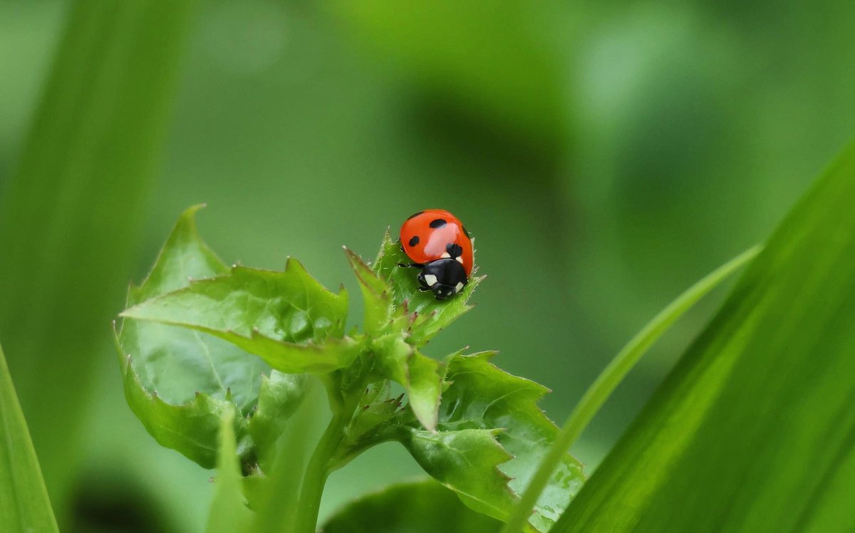 My first Ladybird 🐞 of the season. A wee 7 Spot. #LadybirdAtlas2025 @BiodCon_ie @BioDataCentre @Irishwildlife @PollinatorPlan @nore_vision @kilkennyweather @WebsWild