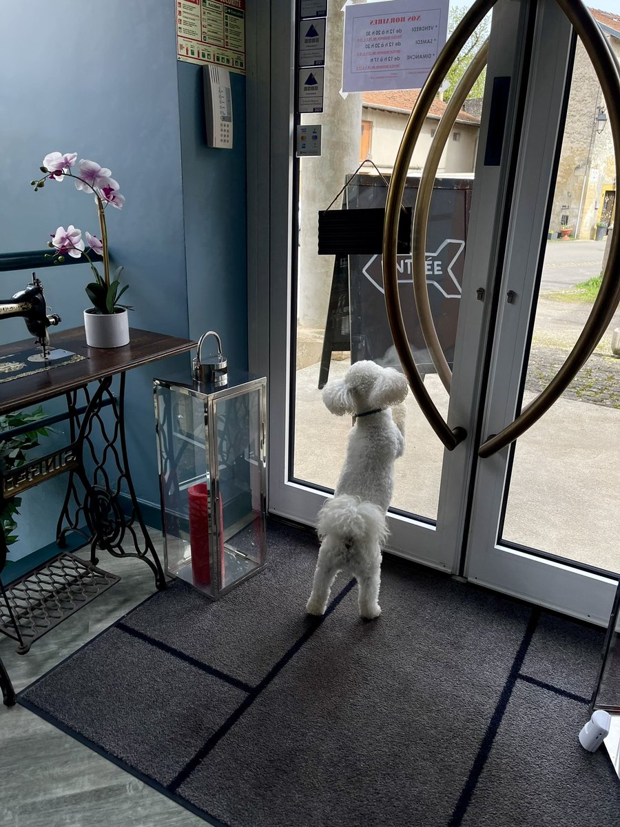 1000 🇱🇺🇯🇵 tweet media