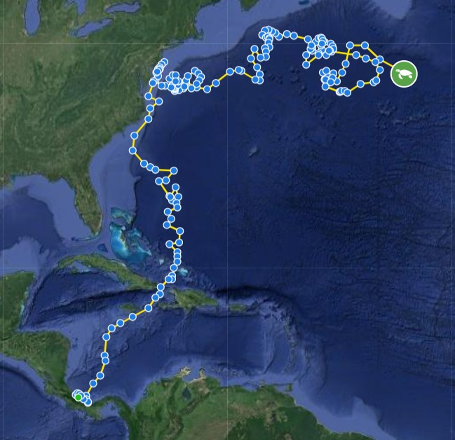 Check out leatherback Mikey's incredible 10,000+ mile migration thus far. She received a satellite transmitter after nesting in Panama in April 2023. We hope to see her nesting again in 1-2 years! Follow Mikey with our free STC Turtle Tracker app or at: conserveturtles.org/stctrackingmap…