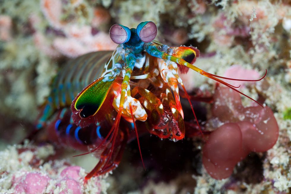 Peacock Mantis Shrimp 
Found in the Indian and tropical western Pacific oceans, the peacock mantis shrimp is a candy-colored crustacean known for its ability to quickly “punch” prey with its front two appendages. According to Oceana
#Oceans #Water #SeaCreature #Nature #shrimps