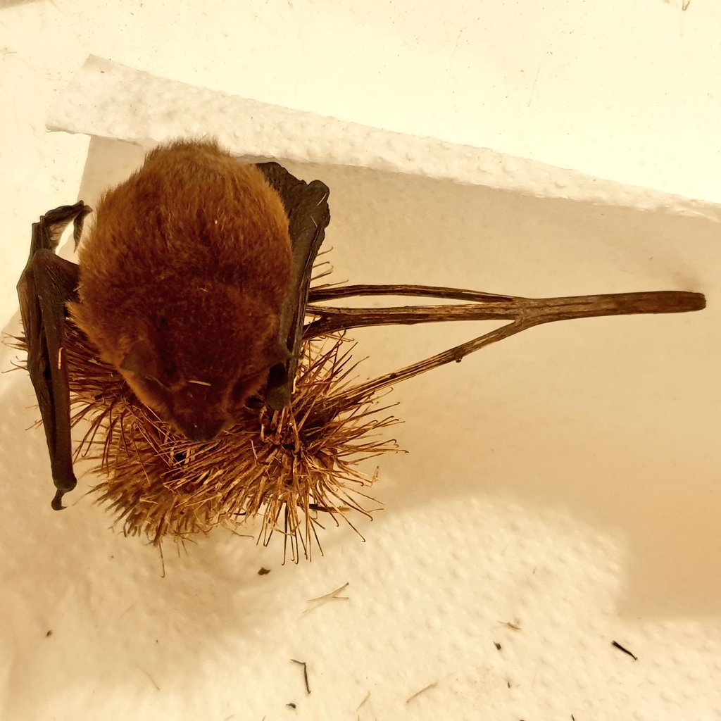 Glad I walked home along the wilder side of the stort this evening and spotted this poor bat stuck on a Burdock! It's a known issue that I've read about so must've been attuned to spotting it in the back of my mind. Now being tended to by a Herts Bat Group volunteer. @_BCT_