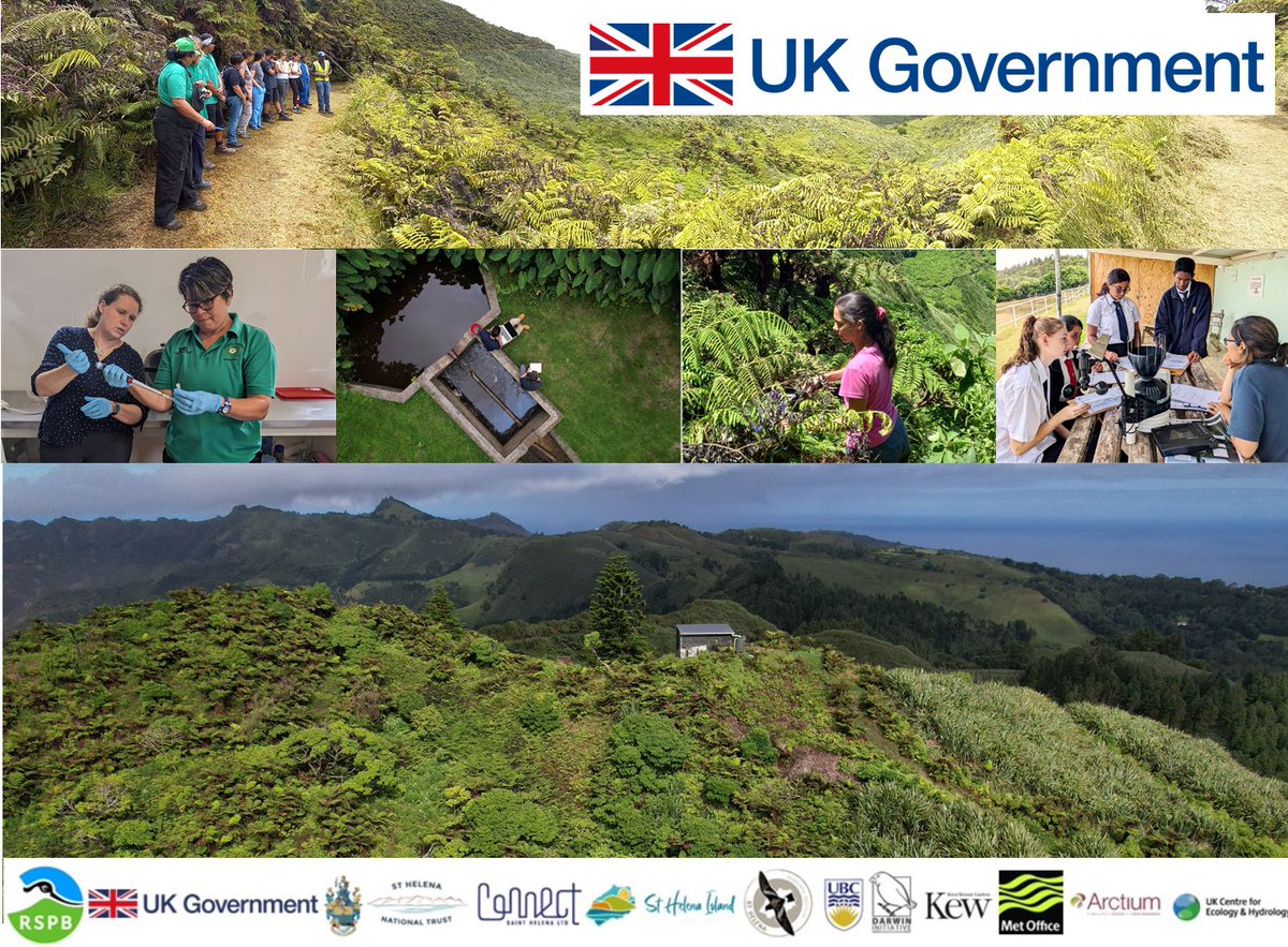 Shout out to the @FCDOGovUK as we head into Yr 4️⃣ of the St Helena Cloud Forest Project 🌧️🌳This funding allows us to continue safeguarding St Helena's globally important #cloudforest for the island's water security, wildlife and people 💧🐞🧒 #SHCFP #FCDO #Funding #Y4 @GO_ASHT