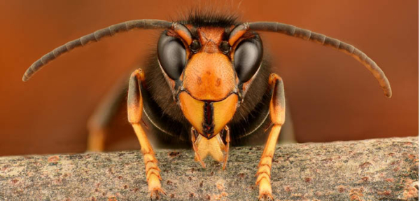 Early Asian hornet sighting creates worries Read more via #HortNews >> hortnews.com/articles/horti… @britishbee #asianhornet