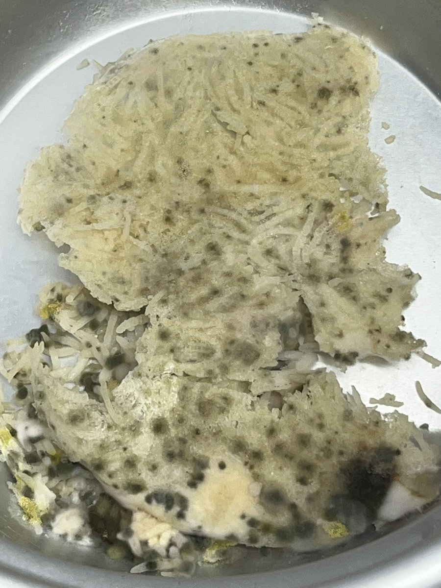 srrbrrr's tweet photo. i shouldn’t fall in love with reading about fungus related things mujhe chawal ki fungus khoobsurat lg rhi hai https://t.co/tYusUNovS2