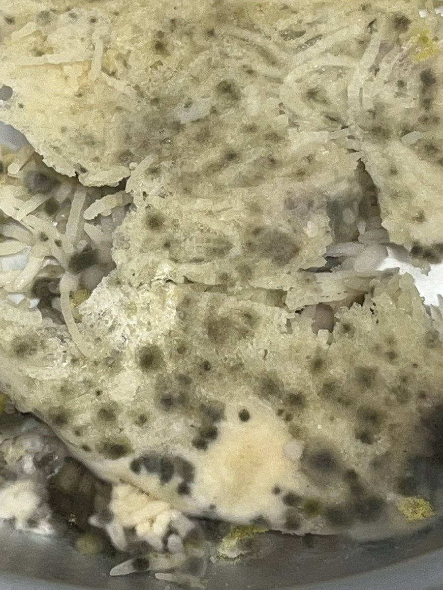 srrbrrr's tweet photo. i shouldn’t fall in love with reading about fungus related things mujhe chawal ki fungus khoobsurat lg rhi hai https://t.co/tYusUNovS2