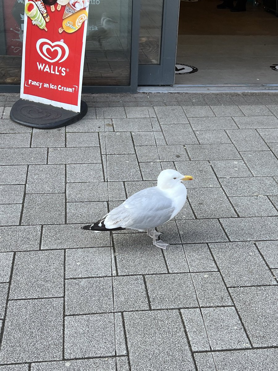 @RobertBohan There is a gull at work who waits outside the campus shop at 7.50 until it opens every morning for its piece of stale croissant. I can tell what time it is as I cycle in depending on where it is.