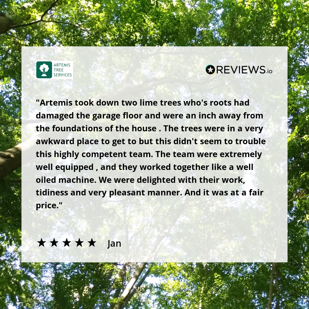 Thank you for another great review! It's always good to get feedback to share with our team. 

#happycustomer #teamwork #trees #treesurgeon #feedback