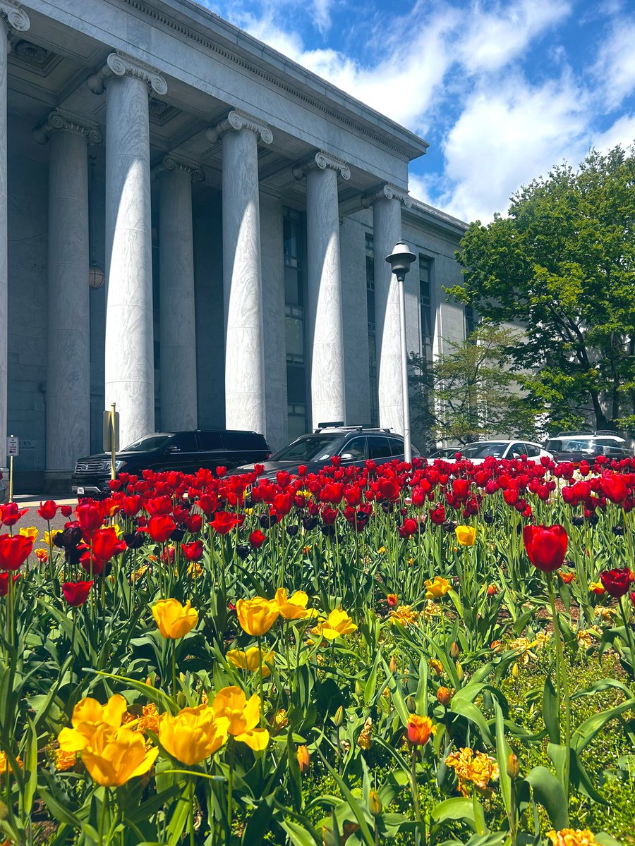 A moment of appreciation for the Capitol tulips today 🌷