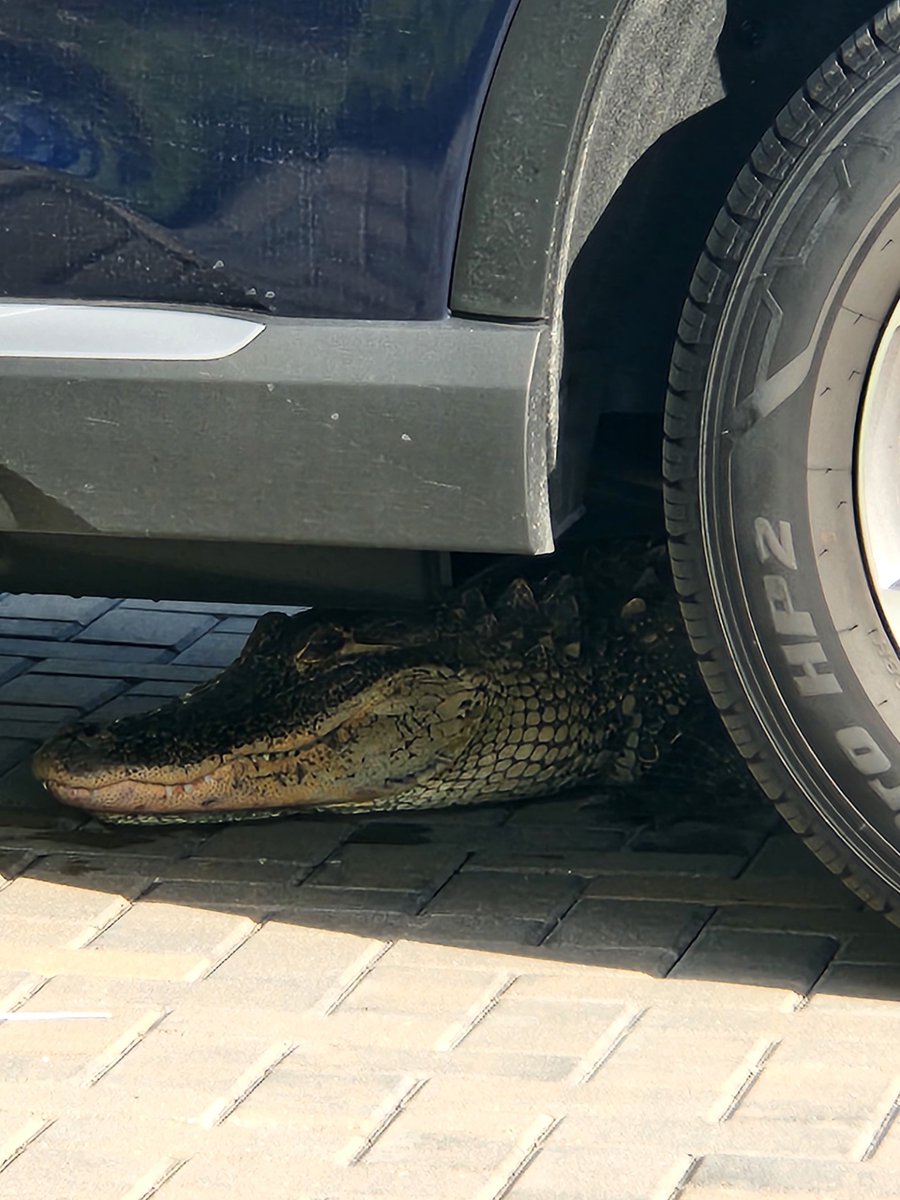 It's that time of year when #Aligators are on the prowl, so keep an eye out. This little dinosaur was spotted Tuesday in the Oasis community. Officers worked to relocate it. Everyone is okay. Please don't feed, harass, or get too close to alligators. Don't be that person.