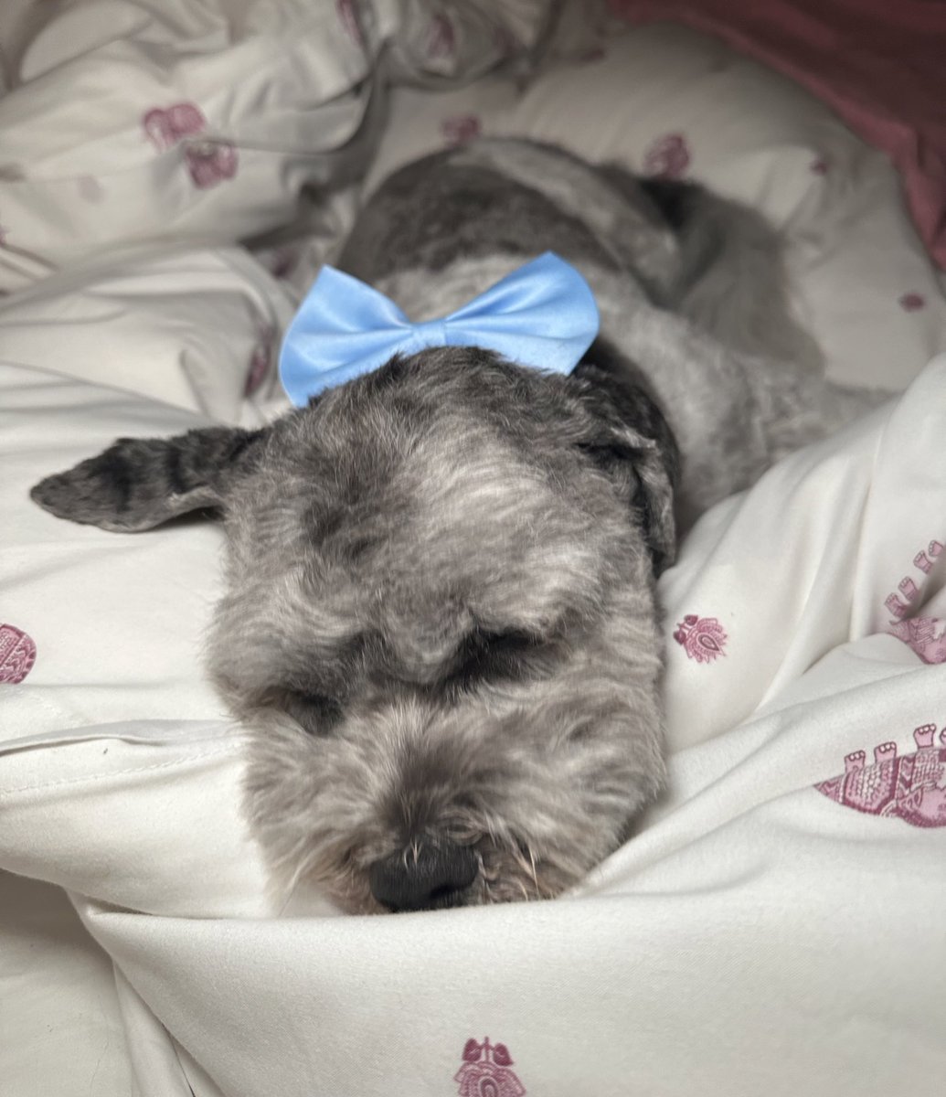 Charlie is getting an early night. He will be joining me on the @GMB sofa tomorrow. He’s excited for his live TV debut and has had a haircut in preparation. Please tune in. 💙 Talking all things @RSPCA_official 8.15AM on @ITV 1. Xx