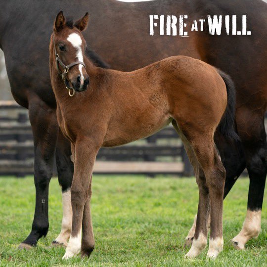 A beautiful filly by Breeders’ Cup Juvenile Turf Champion, FIRE AT WILL, striking a pose in front of her dam, the stakes placed SENORA ROMA! 🥰 Bred by @sequelnewyork