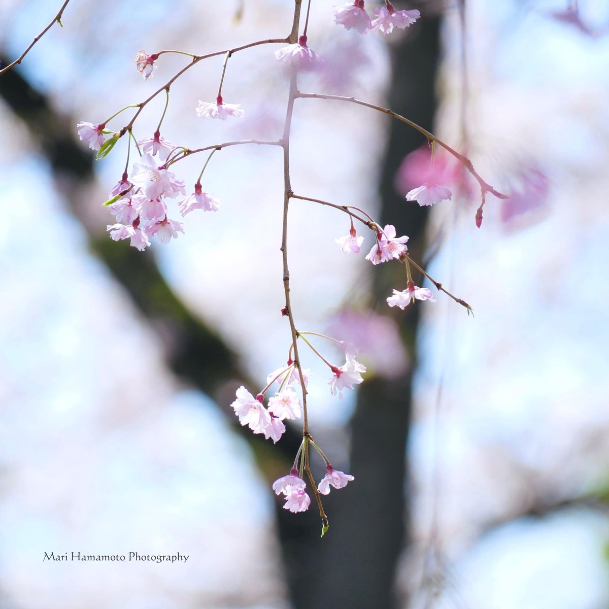 Mari Hamamoto Photography