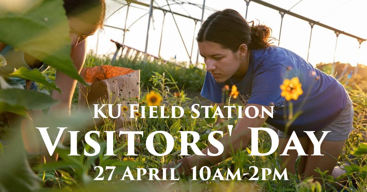 ✨You're invited!✨

Join us for the first public Visitors' Day in over 20 years to tour the restricted-access research areas of the KU Field Station!

Full details: calendar.ku.edu/event/ku-field…

#kufieldstation #lawrenceks #lawrencekansas #obfs #getoutside