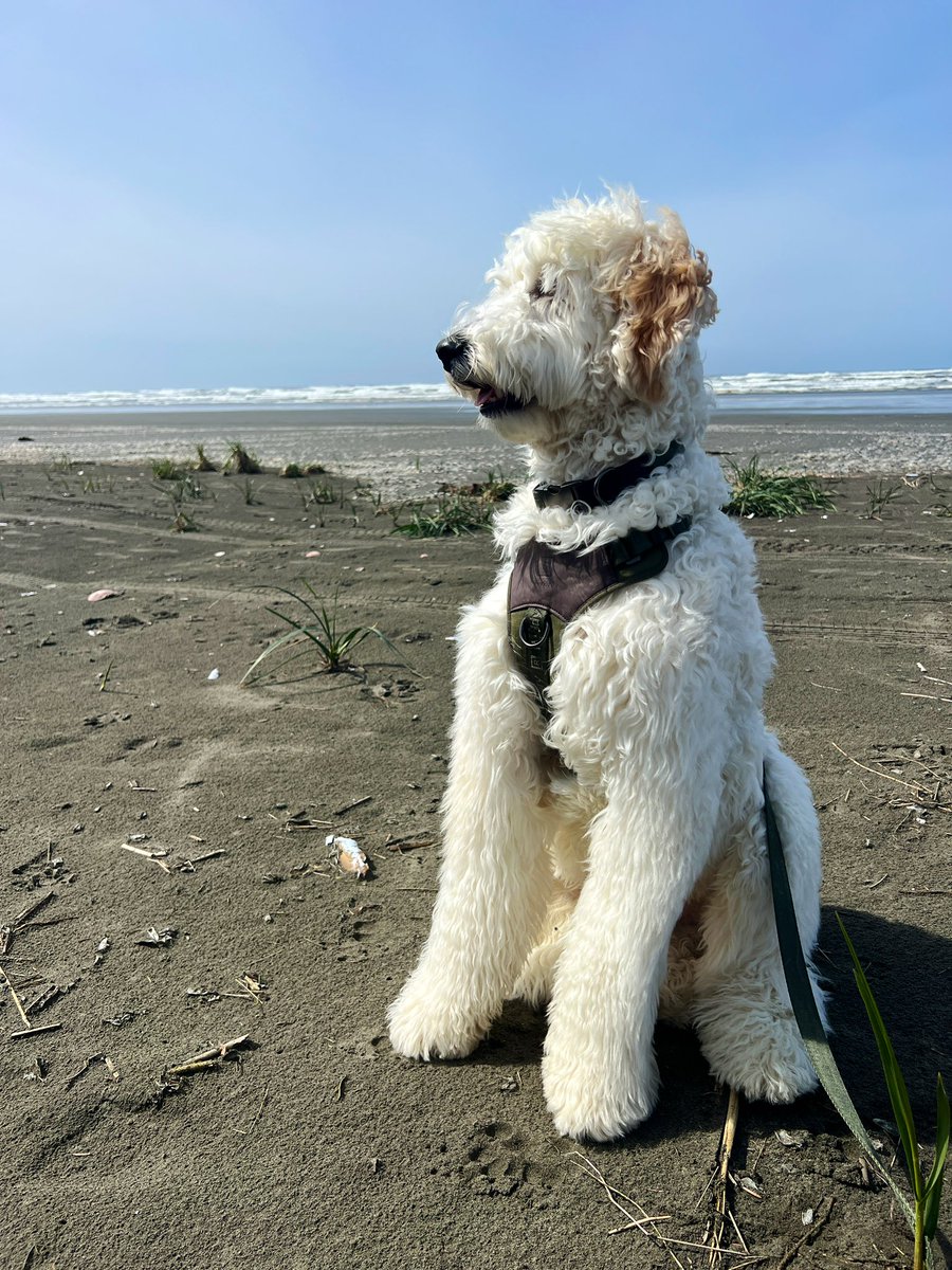 Cosmo really enjoyed the beach… so many things to explore! #goldendoodle