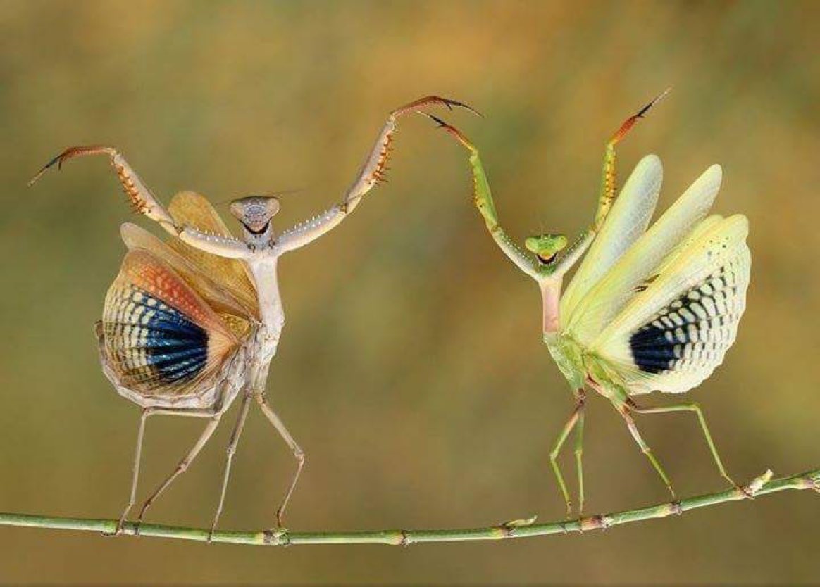 National Geographic Yılın Fotoğrafı 😍📸